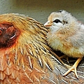A Mother's Love