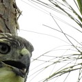 Hawkish