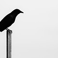 Lone Bird