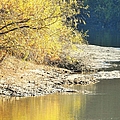 River Tree Of Sun