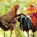 Wild Companions